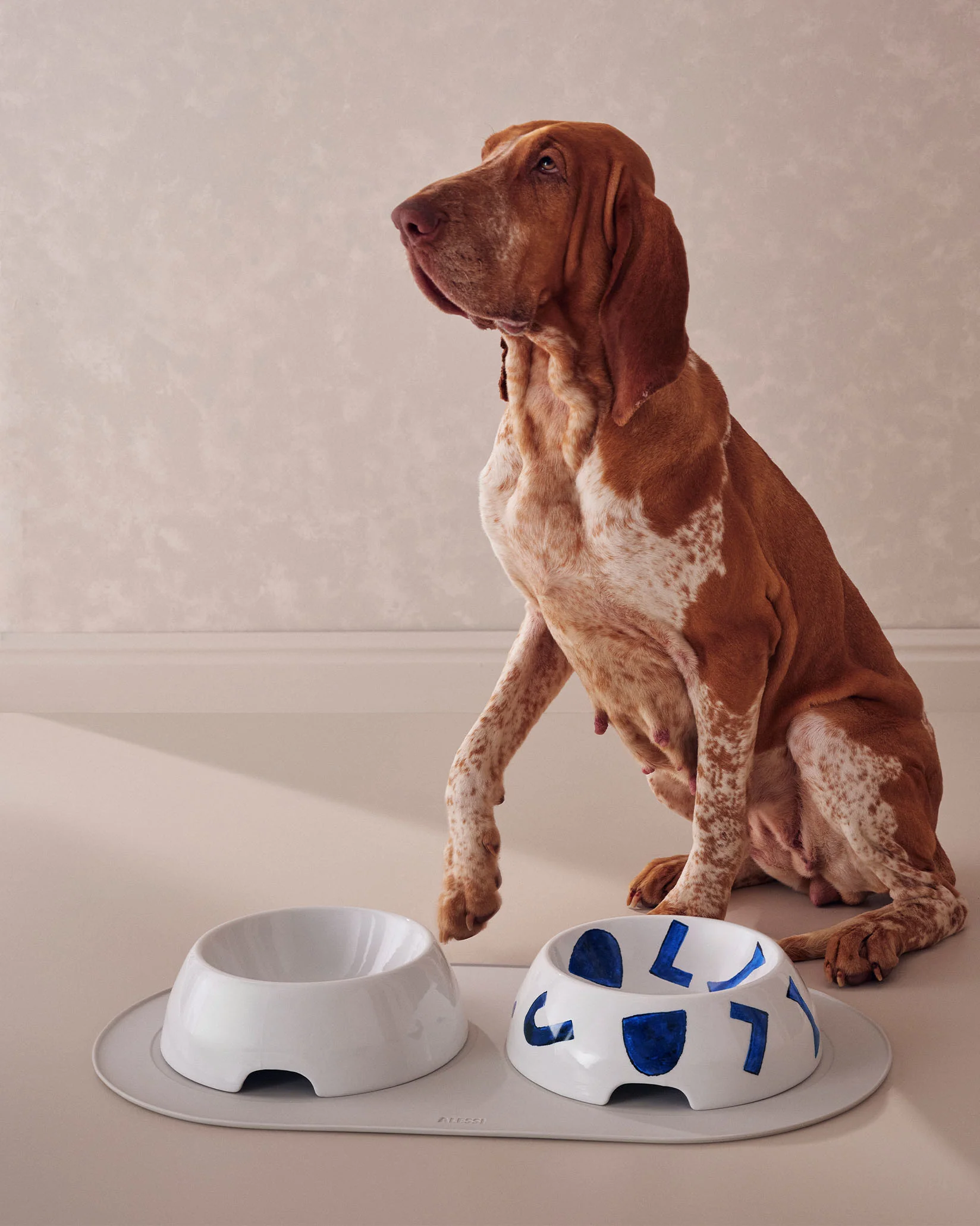 Itsumo pet - Image 4